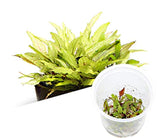 ADA 緑壁虎溫蒂椒草 Cryptocoryne wendtii 'Green gecko' IC099